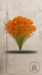 Flores inmortalizadas Super Lady