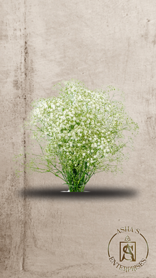 Flores inmortalizadas Gypsophila