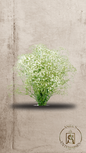 Flores inmortalizadas Gypsophila